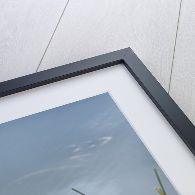 Wetlands reflections by Anonymous