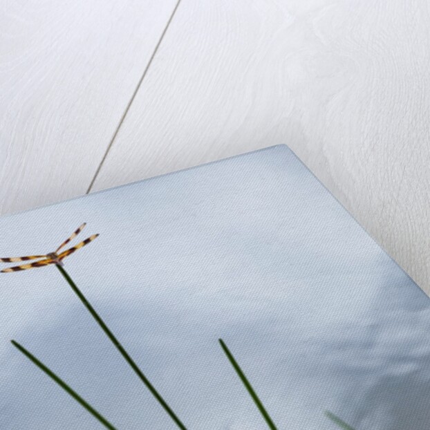 Dragonfly on grass stem by Anonymous