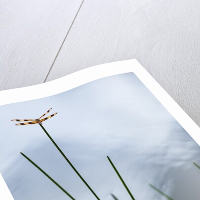 Dragonfly on grass stem by Anonymous