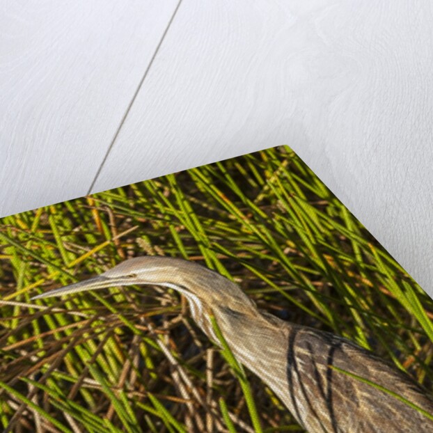 Brown Herron Wakodahatchee Wetlands by Anonymous