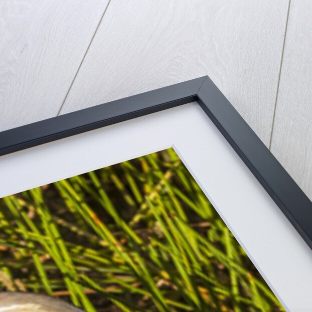 Brown Herron Wakodahatchee Wetlands by Anonymous