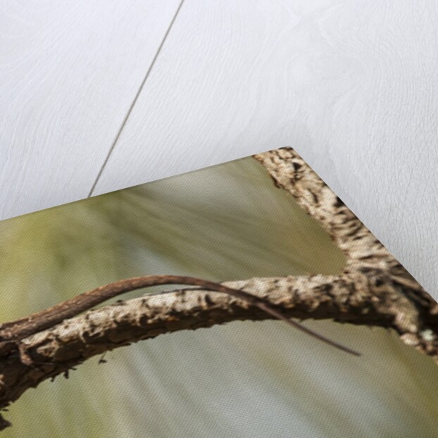 Brown anole lizard by Anonymous