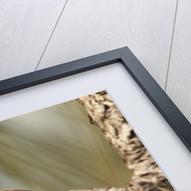 Brown anole lizard by Anonymous