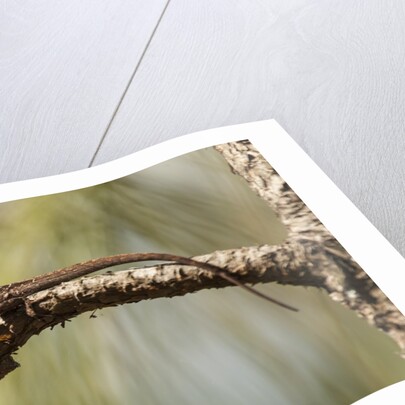 Brown anole lizard by Anonymous
