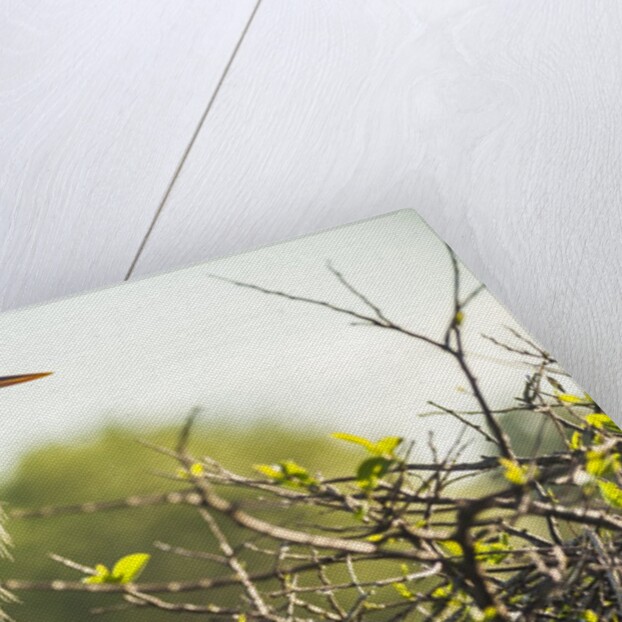 Great Blue Heron (Ardea herodias) bird by Anonymous