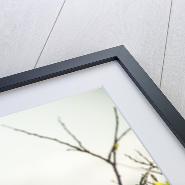 Great Blue Heron (Ardea herodias) bird by Anonymous