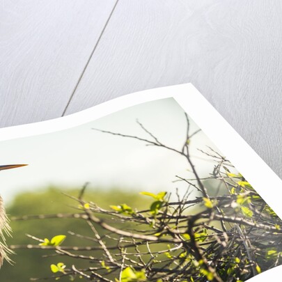 Great Blue Heron (Ardea herodias) bird by Anonymous