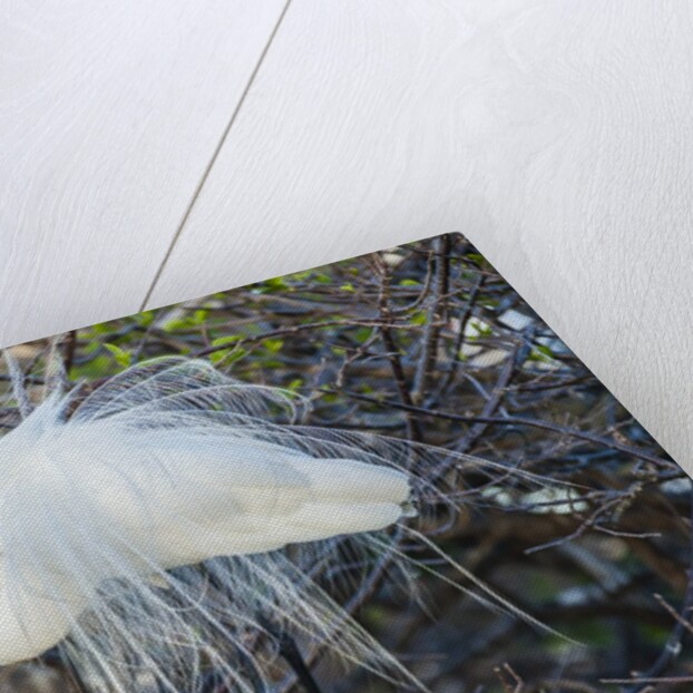 Great White Egret at the Wakodahatchee Wetlands by Anonymous