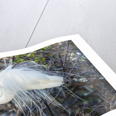 Great White Egret at the Wakodahatchee Wetlands by Anonymous