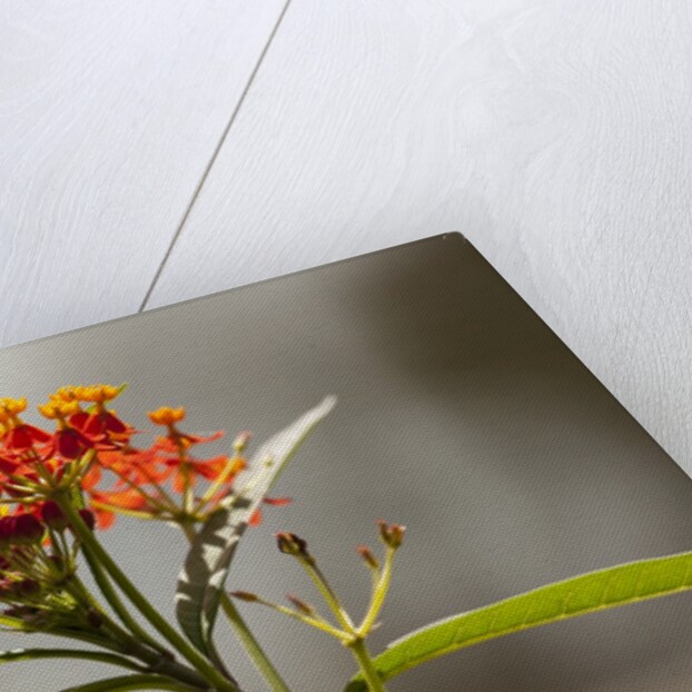 West Indian lantana flowers by Anonymous