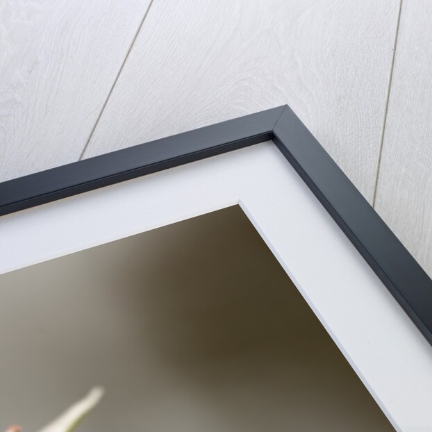 West Indian lantana flowers by Anonymous