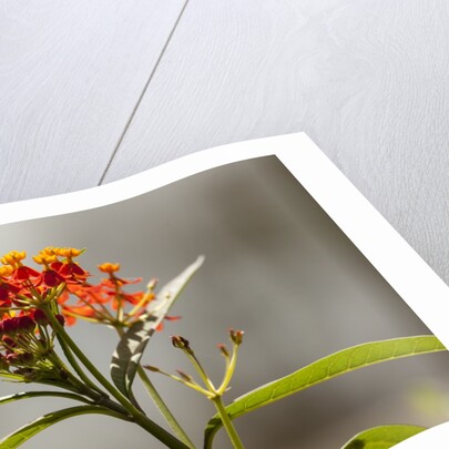 West Indian lantana flowers by Anonymous