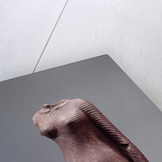 Ancient Egyptian torso of Queen Nefertit by Anonymous