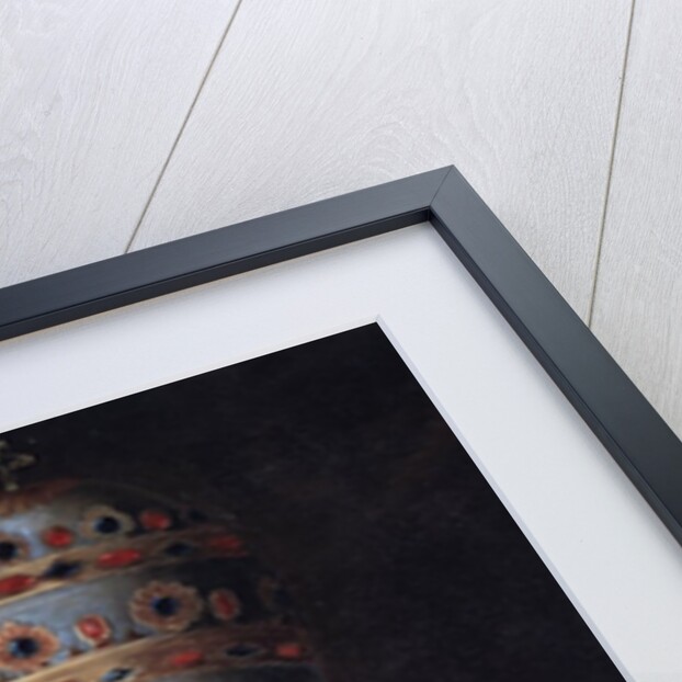 Portrait of Pope Pius VI by Anonymous