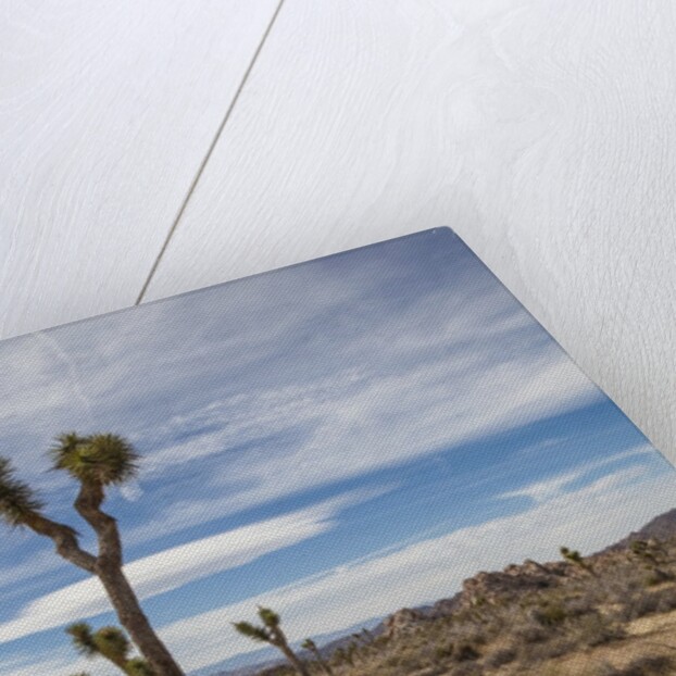 Joshua Tree National Park by Anonymous