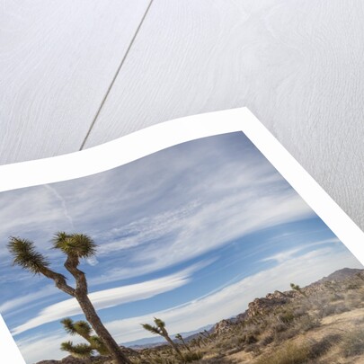 Joshua Tree National Park by Anonymous
