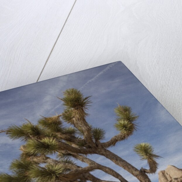 Joshua Tree National Park by Anonymous