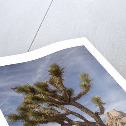 Joshua Tree National Park by Anonymous