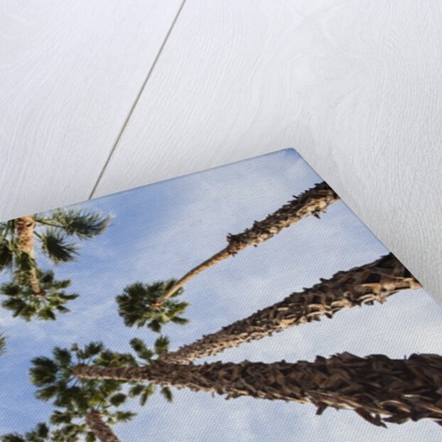 California Fan Palms by Anonymous