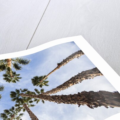 California Fan Palms by Anonymous