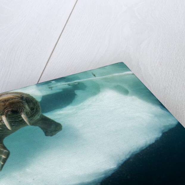 Underwater View of Walrus, Hudson Bay, Nunavut, Canada by Anonymous