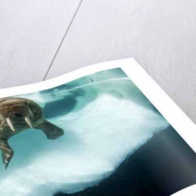 Underwater View of Walrus, Hudson Bay, Nunavut, Canada by Anonymous