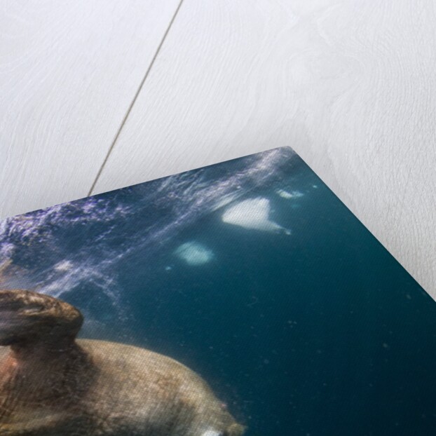 Underwater Walrus, Hudson Bay, Nunavut, Canada by Anonymous