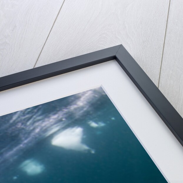 Underwater Walrus, Hudson Bay, Nunavut, Canada by Anonymous