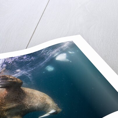 Underwater Walrus, Hudson Bay, Nunavut, Canada by Anonymous