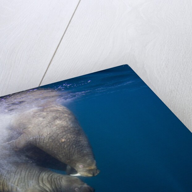 Underwater Walrus, Hudson Bay, Nunavut, Canada by Anonymous