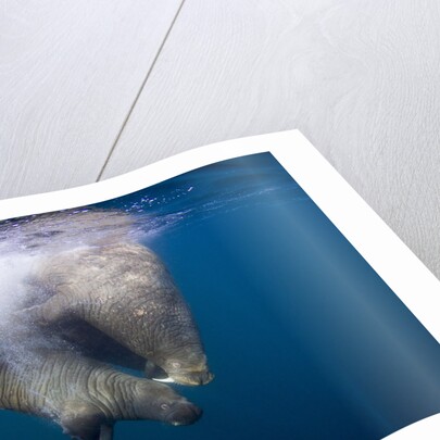 Underwater Walrus, Hudson Bay, Nunavut, Canada by Anonymous