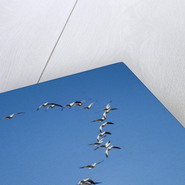 Snow Geese, New Mexico by Anonymous