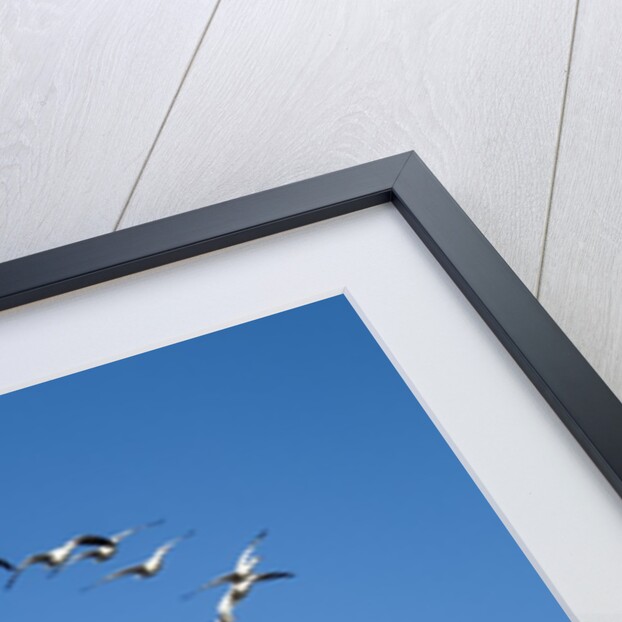 Snow Geese, New Mexico by Anonymous