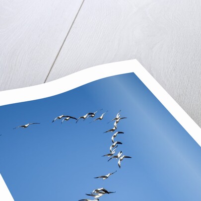 Snow Geese, New Mexico by Anonymous