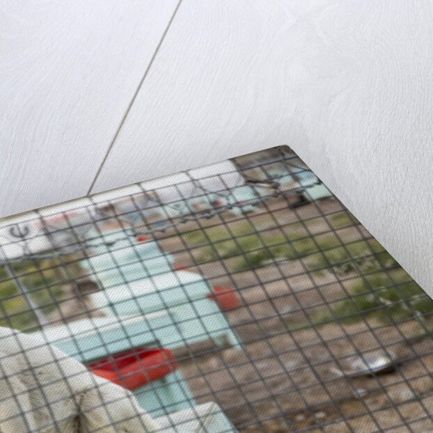 Sled Dog, Rankin Inlet, Nunavut, Canada by Anonymous