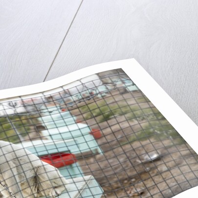 Sled Dog, Rankin Inlet, Nunavut, Canada by Anonymous