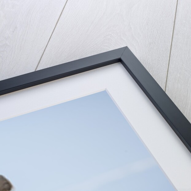 Walrus Herd on Ice, Hudson Bay, Nunavut, Canada by Anonymous