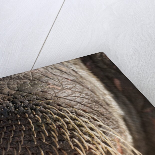 Walrus Whiskers and Tusk, Hudson Bay, Nunavut, Canada by Anonymous