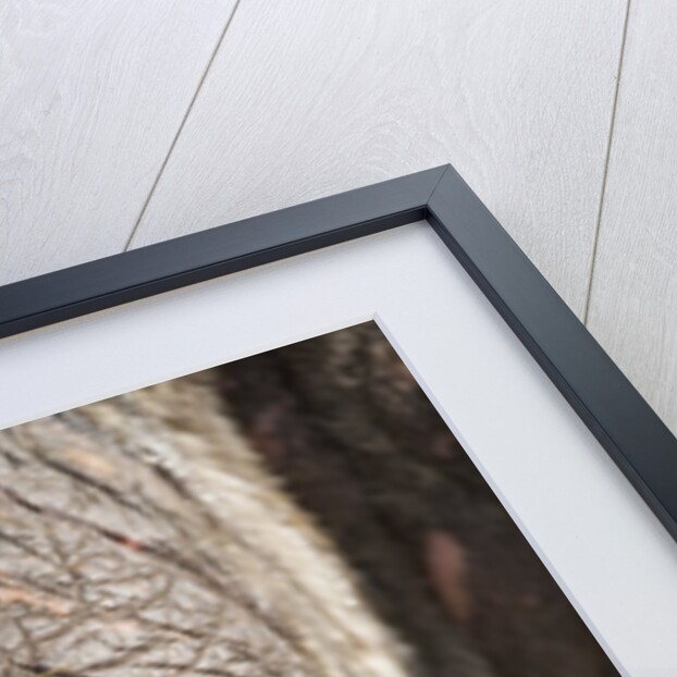 Walrus Whiskers and Tusk, Hudson Bay, Nunavut, Canada by Anonymous