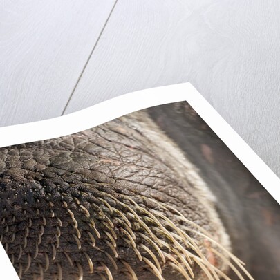 Walrus Whiskers and Tusk, Hudson Bay, Nunavut, Canada by Anonymous