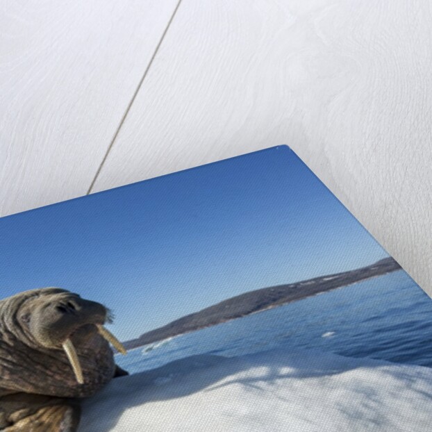 Walrus on Ice, Hudson Bay, Nunavut, Canada by Anonymous