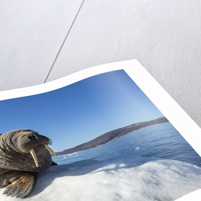 Walrus on Ice, Hudson Bay, Nunavut, Canada by Anonymous