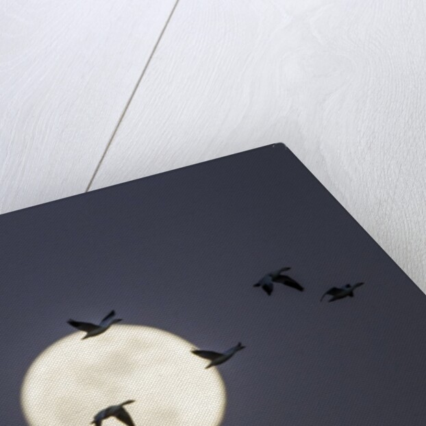 Snow Geese and Full Moon, New Mexico by Anonymous