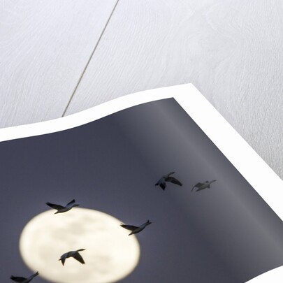 Snow Geese and Full Moon, New Mexico by Anonymous