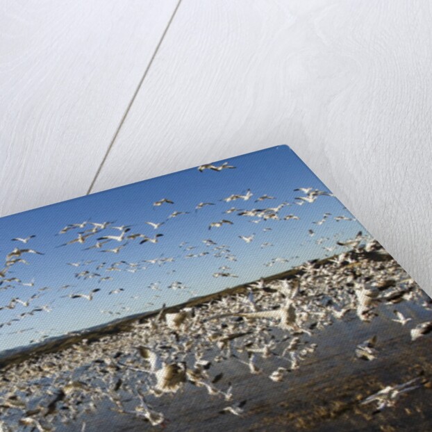 Snow Geese, Bosque del Apache National Wildlife Refuge, New Mexico by Anonymous