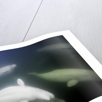 Underwater Beluga Whales, Hudson Bay, Canada by Anonymous