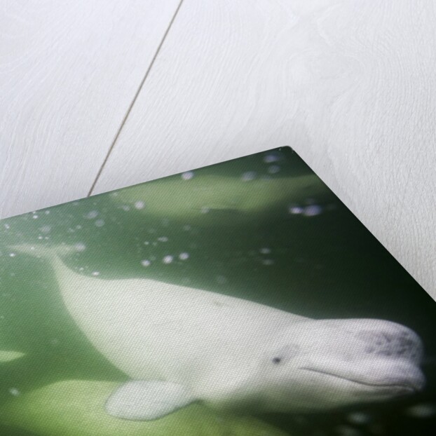 Underwater Beluga Whales, Hudson Bay, Canada by Anonymous