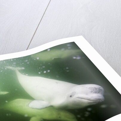 Underwater Beluga Whales, Hudson Bay, Canada by Anonymous