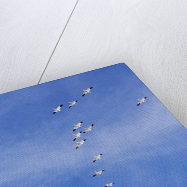 Snow Geese, New Mexico by Anonymous