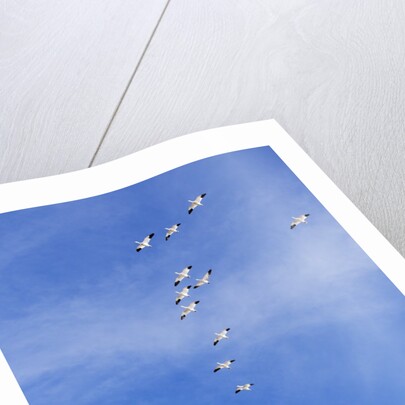 Snow Geese, New Mexico by Anonymous